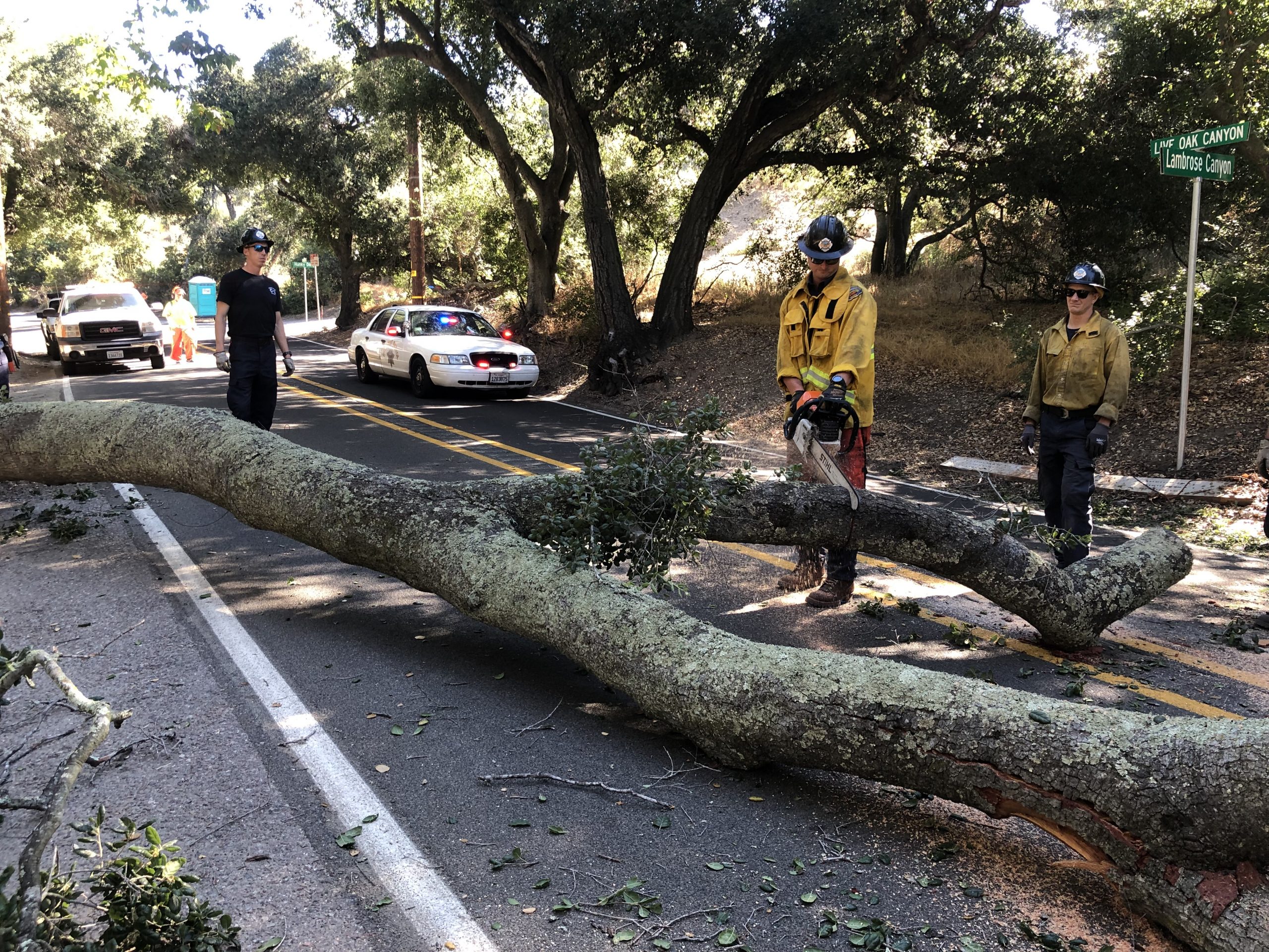 Assist CHP Tree Down