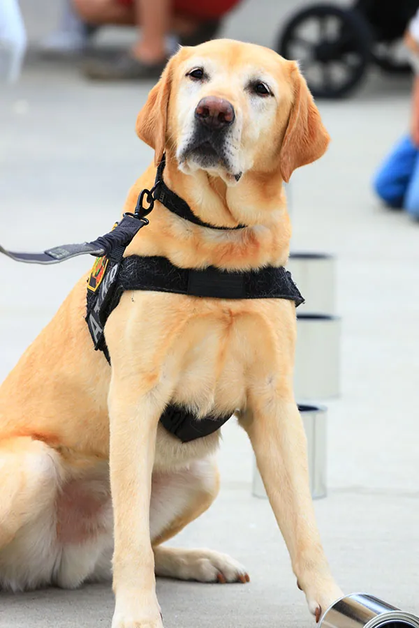 Freedom, OCFA's accelerant detection canine