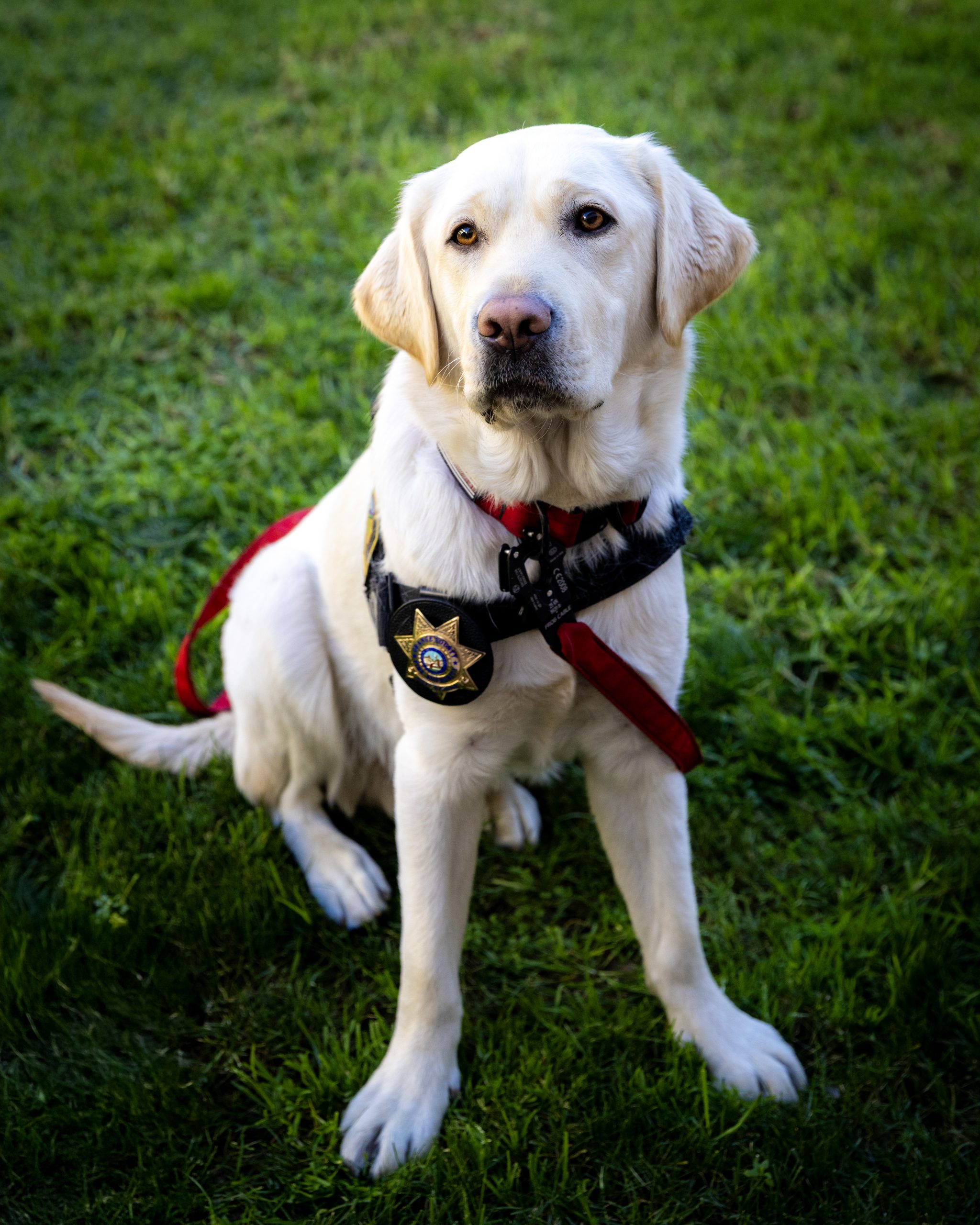 Freedom, OCFA's accelerant detection canine