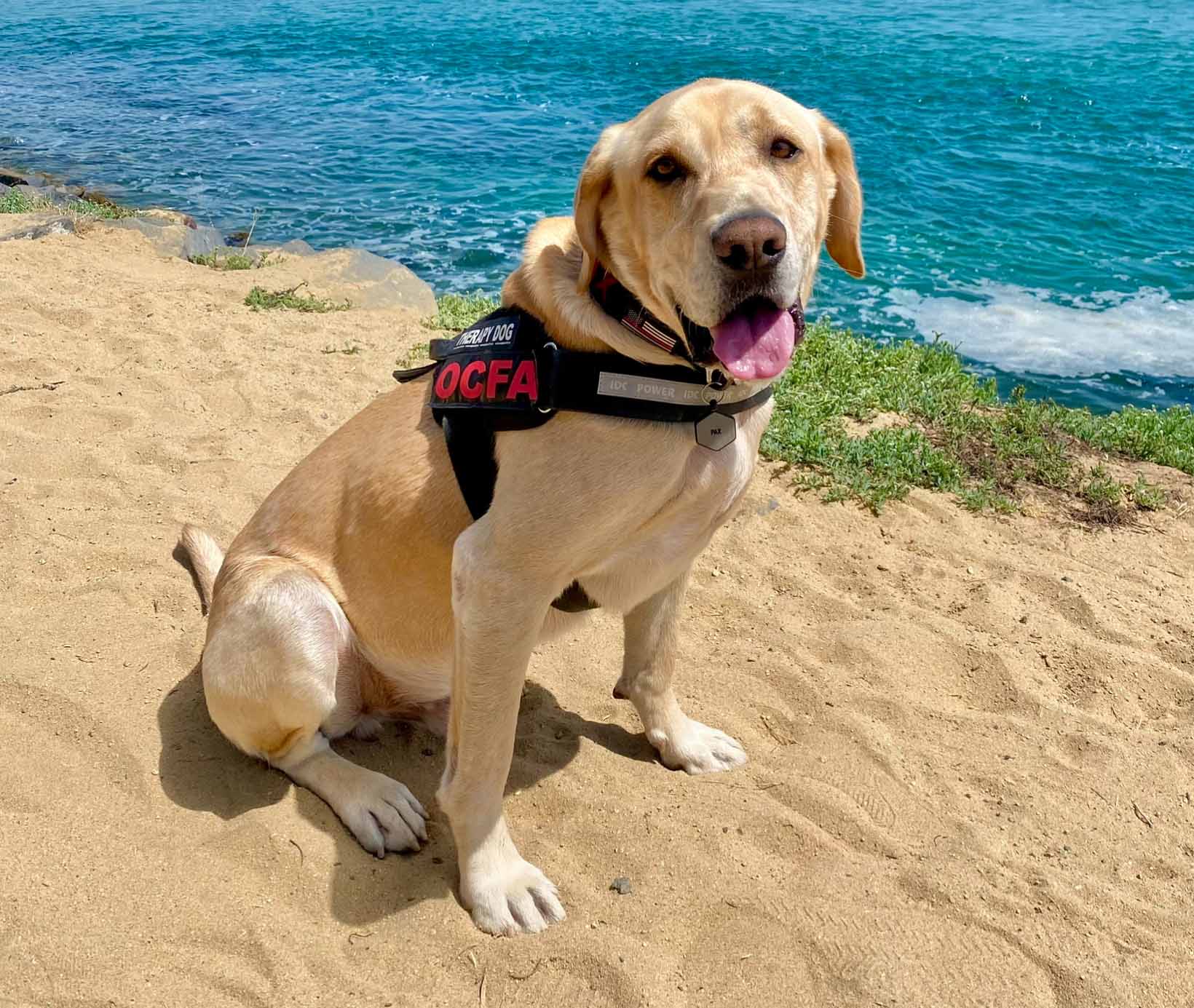 OCFA Dog Pax