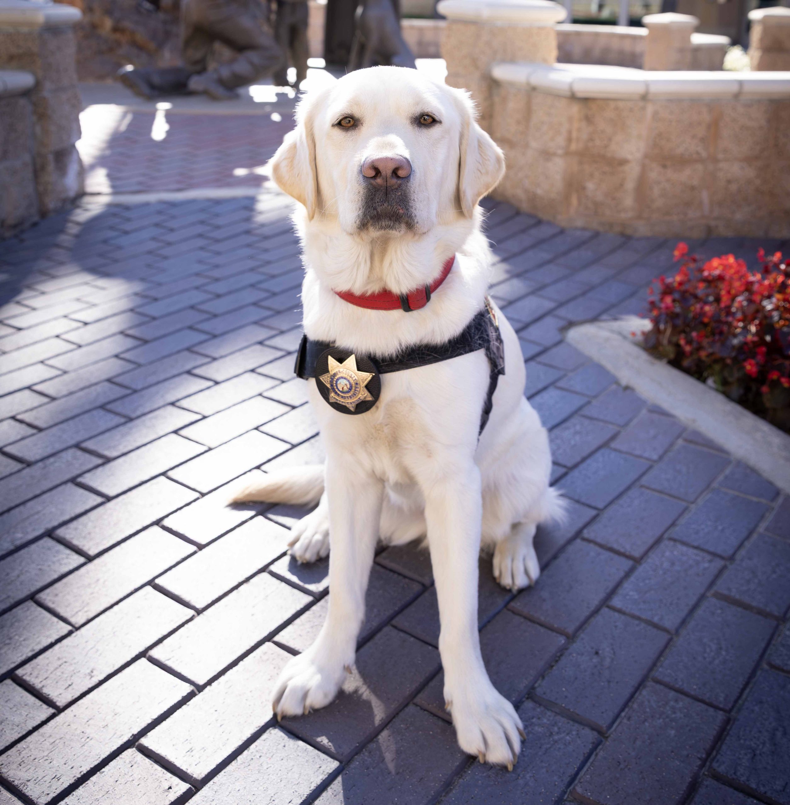 OCFA Dog Timber